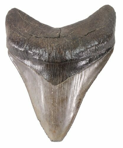 Serrated, Megalodon Tooth - Georgia #48474